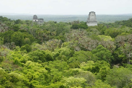 09 Jungle covered Tikal.JPG © Ian & Andrea Treleaven